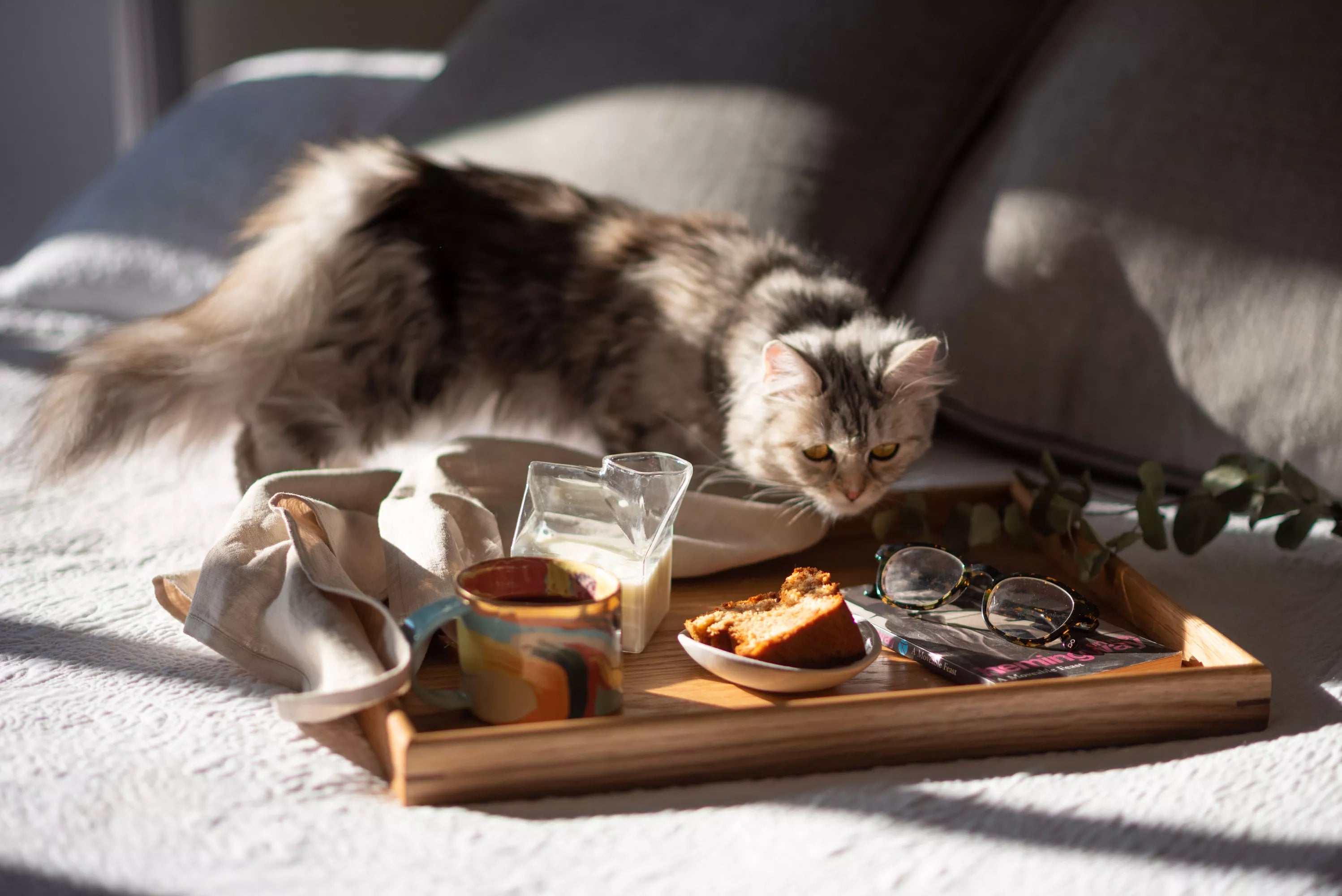 A cat is sitting behind a tray with food and drinks on a bed. A decorative tray styled with books, a ceramic vase, and fresh greenery, perfect as a wooden breakfast-in-bed tray or a coffee table tray.